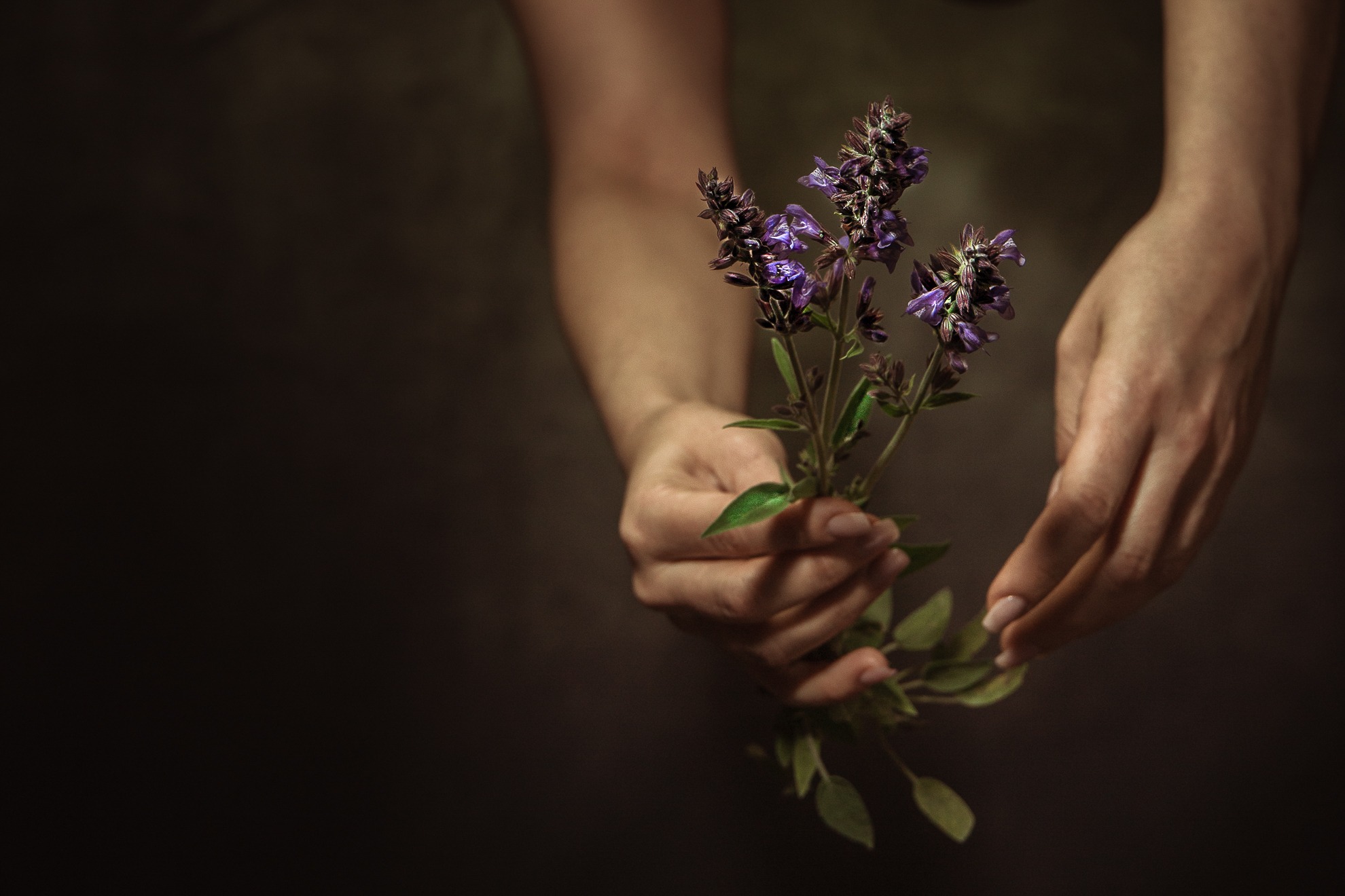 lavanda still life