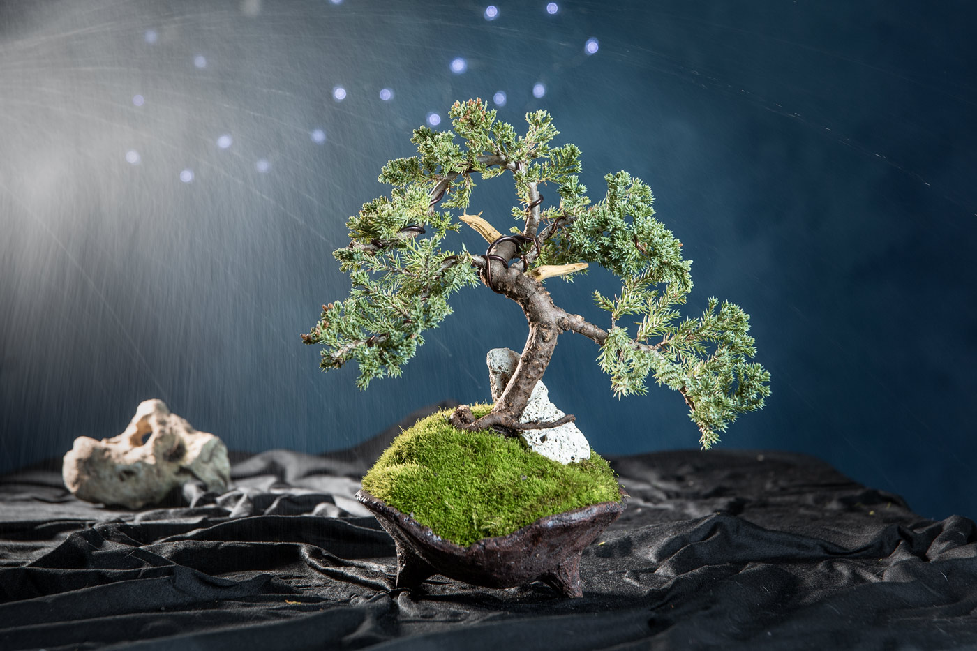 bonsai still life